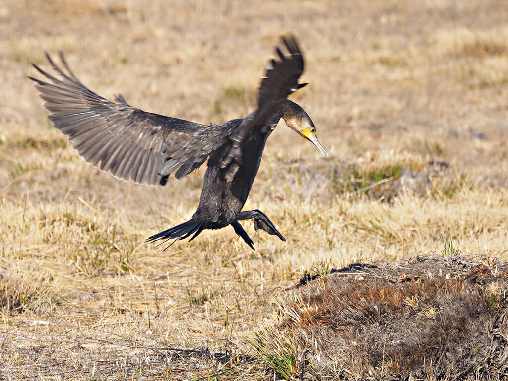 Cormorán grande
