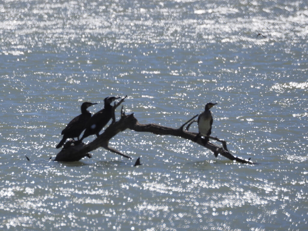 Cormoranes cara al viento