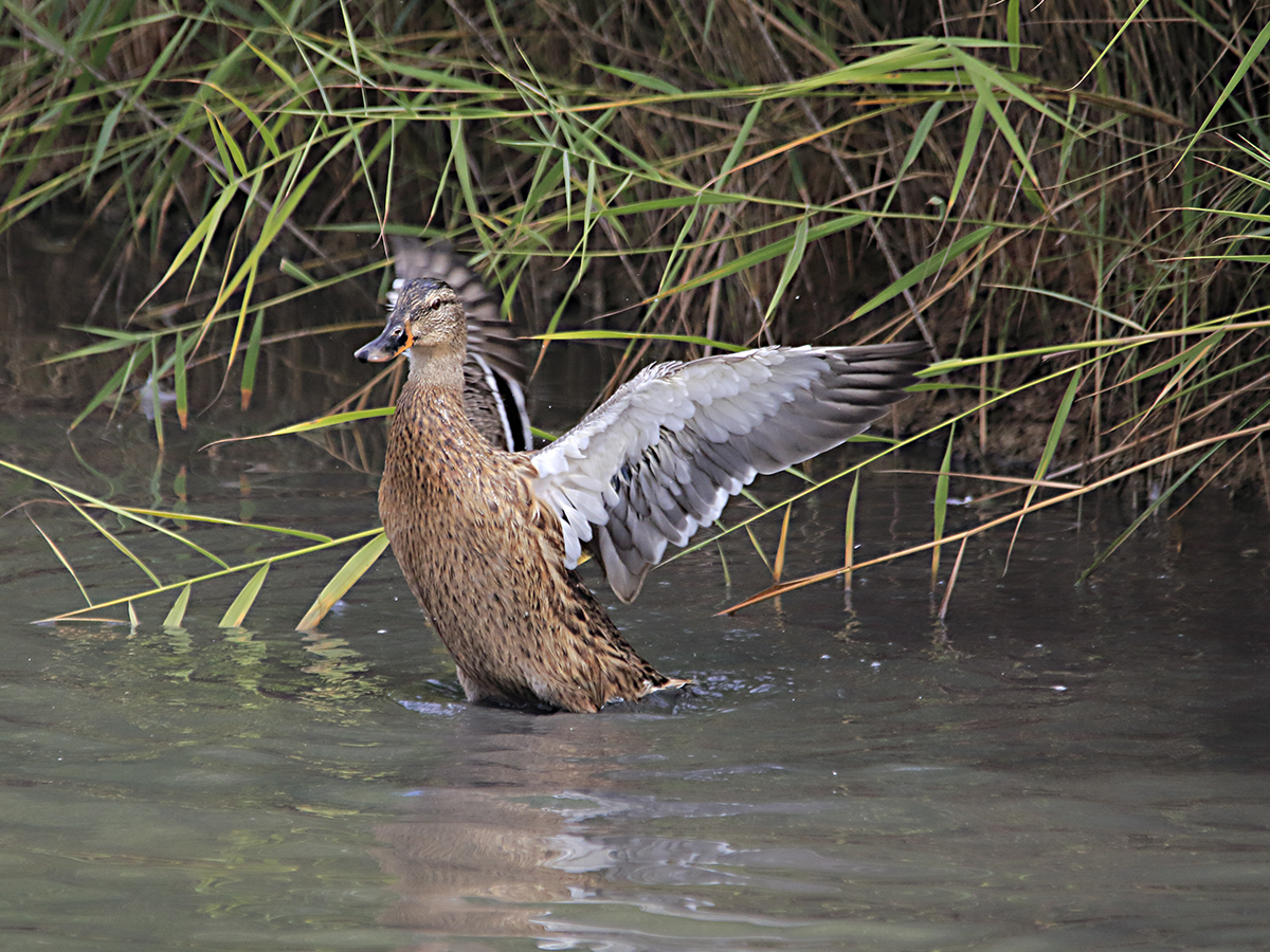 Espacios naturales del Delta del Llobregat en el mes de julio