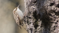 _MG_6245.jpg