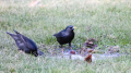 _MG_6385.jpg