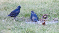 _MG_6387.jpg