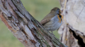 _MG_6396.jpg