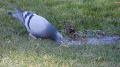 _MG_6411.jpg