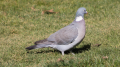 _MG_6420.jpg