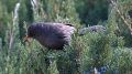 _MG_6446.jpg