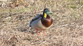 _MG_6621.jpg