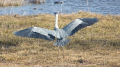 _MG_6624.jpg