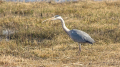 _MG_6627.jpg
