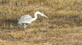 _MG_6629.jpg