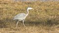 _MG_6631.jpg