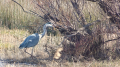 _MG_6632.jpg