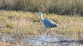 _MG_6633.jpg