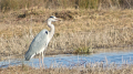 _MG_6644.jpg