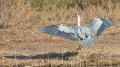 _MG_6654.jpg