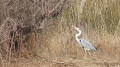 _MG_6658.jpg
