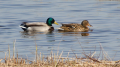 _MG_6741.jpg