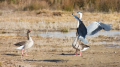 _MG_6781.jpg