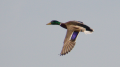 _MG_6800.jpg