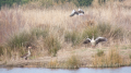 _MG_6901.jpg