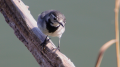 _MG_7010.jpg