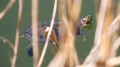 _MG_7044.jpg